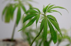 Colombia: Productores urgen la regulación para el uso del cannabis en adultos