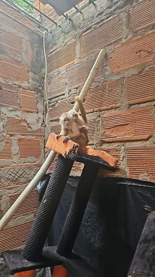 Rescate de 12 especies silvestres y exóticas en Medellín tras operativos de la Policía y Fiscalía