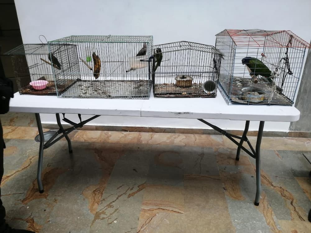 Rescate de 12 especies silvestres y exóticas en Medellín tras operativos de la Policía y Fiscalía