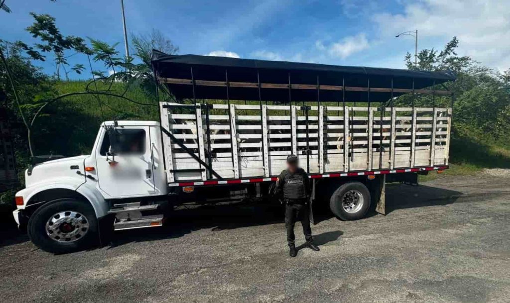 Operativos ambientales en seis municipios de Antioquia dejan incautación de bovinos, fauna silvestre y maquinaria minera