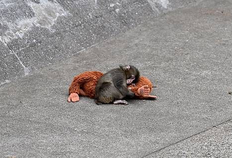 Punch, el mono japonés viral por su peluche, cumple un año