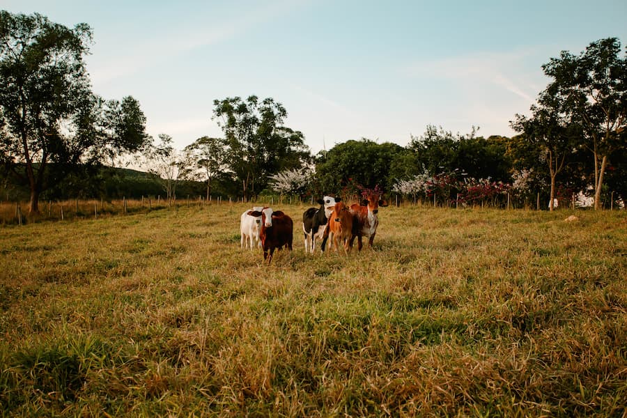 El Niño podría encarecer los alimentos en Colombia: ANIF advierte impacto sobre el 19 % de la canasta